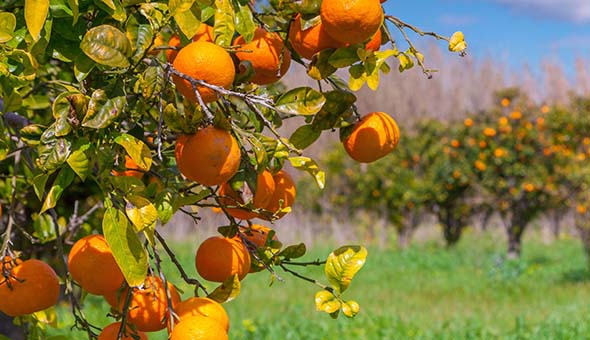 shutterstock_265228073_567_486
